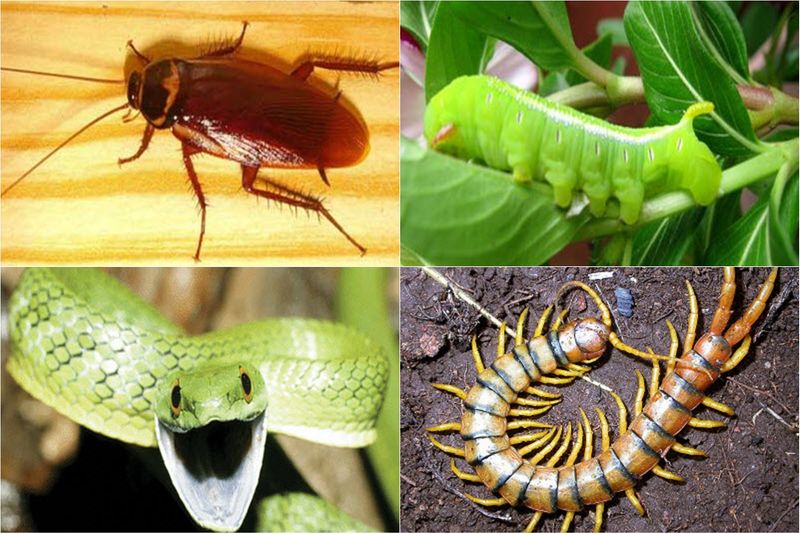 ทายใจทายนิสัย สัตว์ที่เกลียด